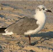 Mouette atricille