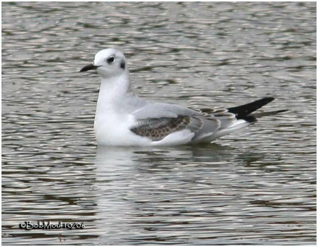 Mouette de Bonaparte