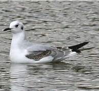 Mouette de Bonaparte