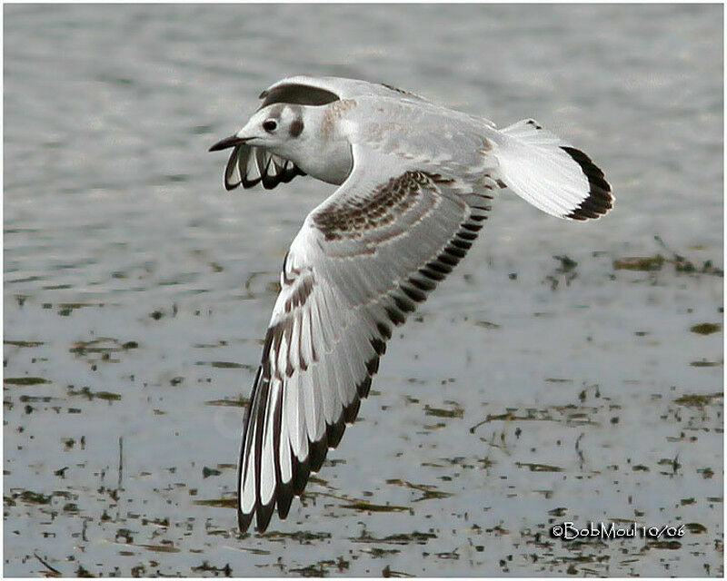 Bonaparte's Gull