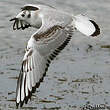 Mouette de Bonaparte