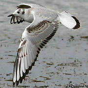 Bonaparte's Gull