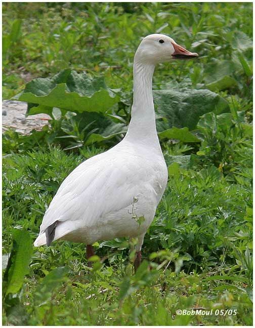 Snow Goose