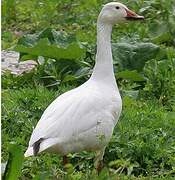 Snow Goose