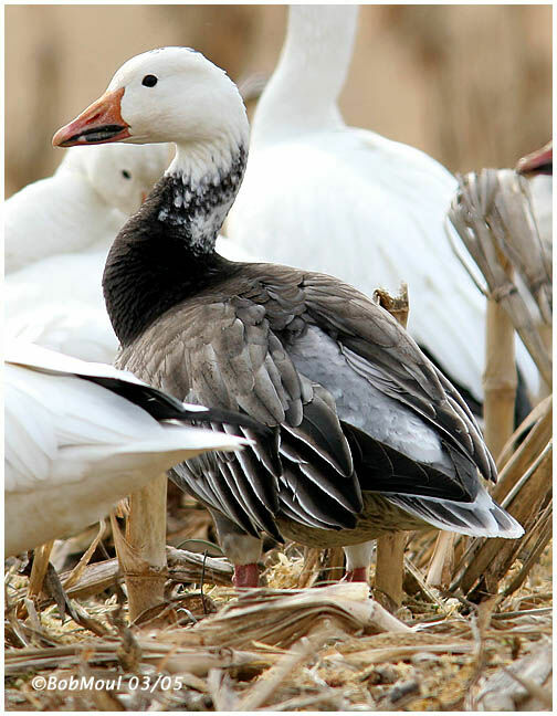 Snow Goose