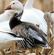 Snow Goose