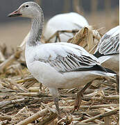 Snow Goose