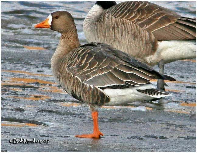 Greater White-fronted Goose