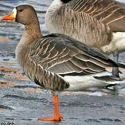 Greater White-fronted Goose