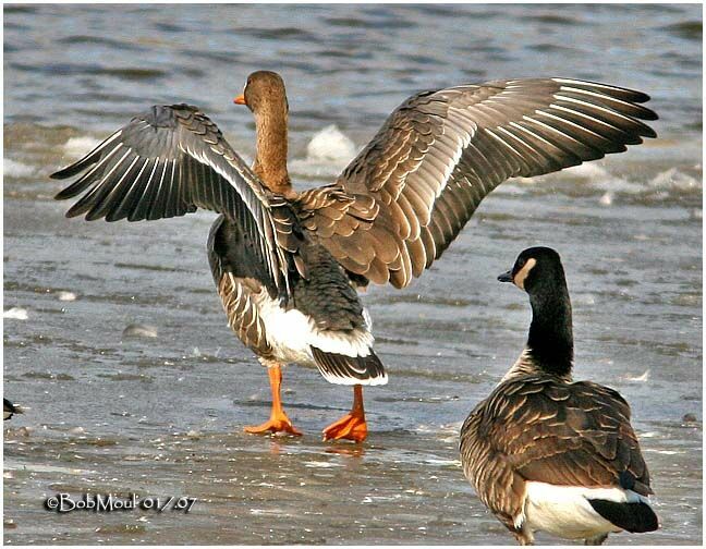 Greater White-fronted Goose