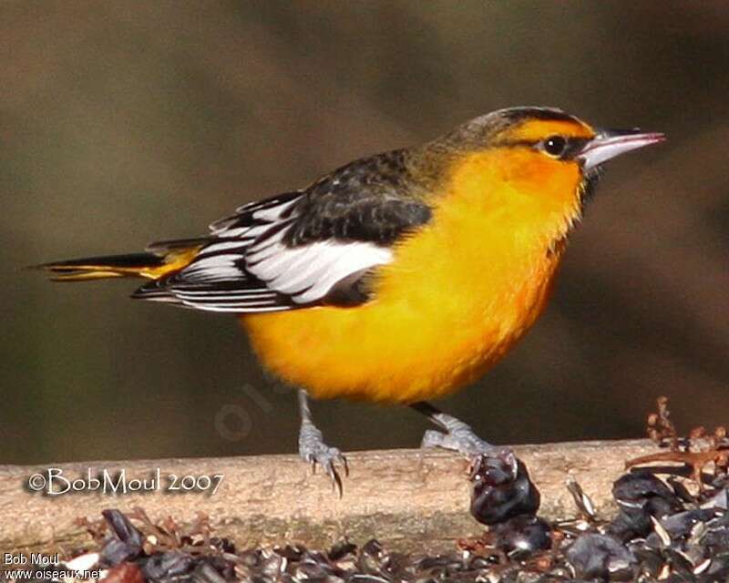 Bullock's Oriole male adult