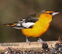 Oriole à ailes blanches