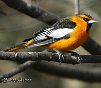 Oriole à ailes blanches