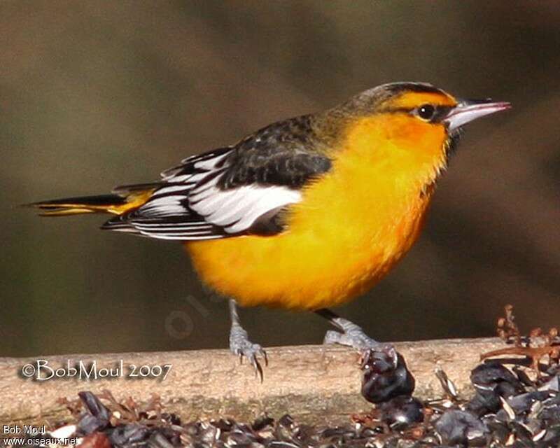Oriole de Bullock mâle, adulte
