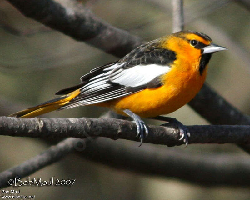Oriole de Bullock mâle, adulte, identification