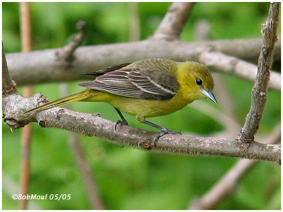 Oriole des vergers