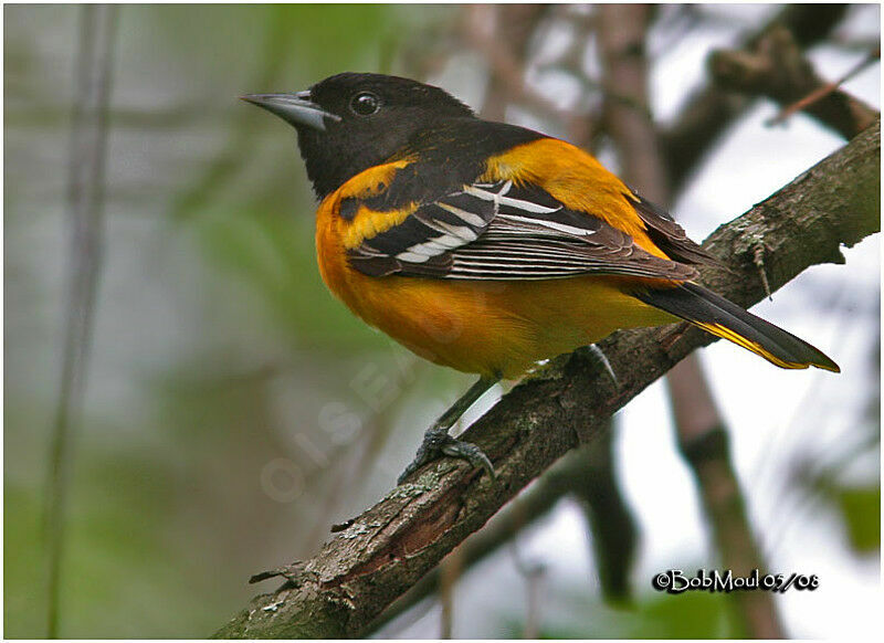 Baltimore Oriole male adult breeding