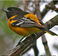 Oriole du Nord