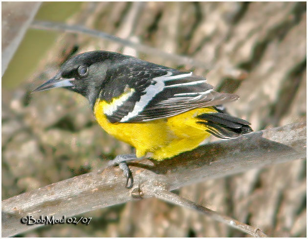 Oriole jaune-verdâtre