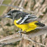 Oriole jaune-verdâtre