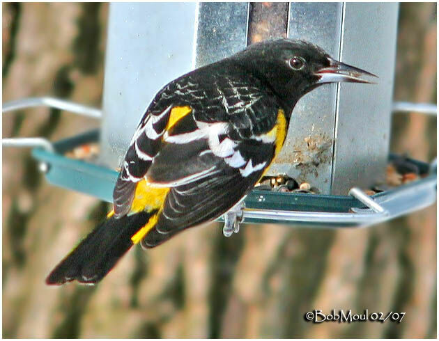 Oriole jaune-verdâtre mâle adulte nuptial, composition