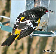 Oriole jaune-verdâtre