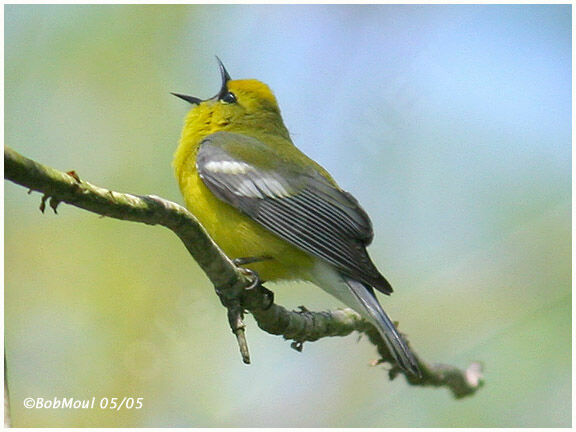 Blue-winged Warbler