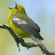 Blue-winged Warbler