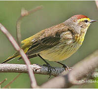 Palm Warbler