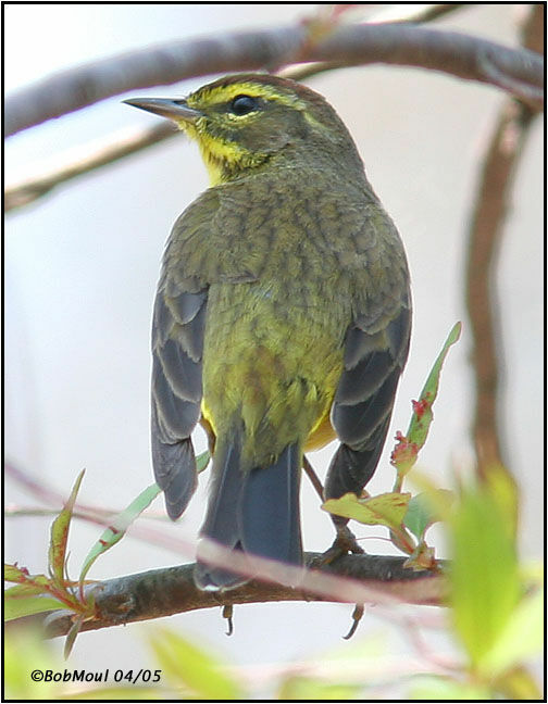 Palm Warbler