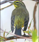 Palm Warbler