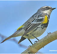 Myrtle Warbler