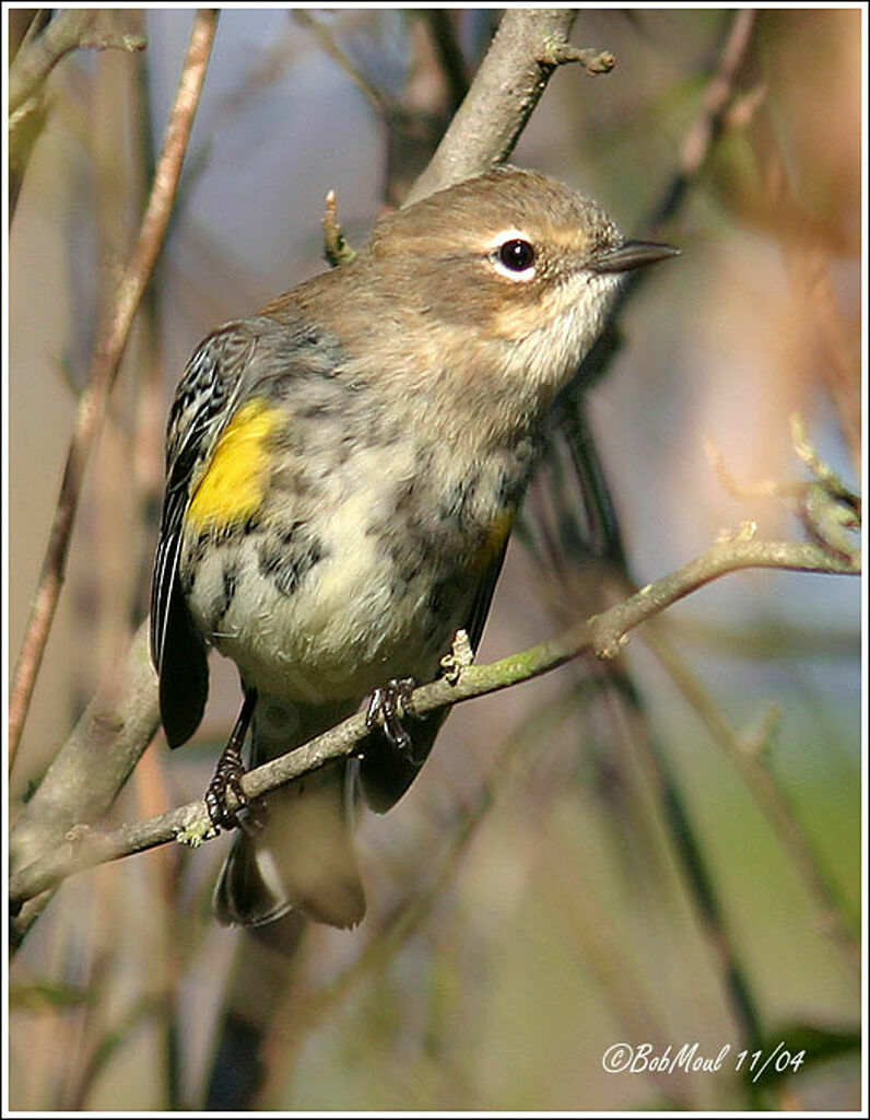 Myrtle Warbler