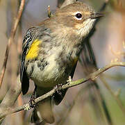 Myrtle Warbler