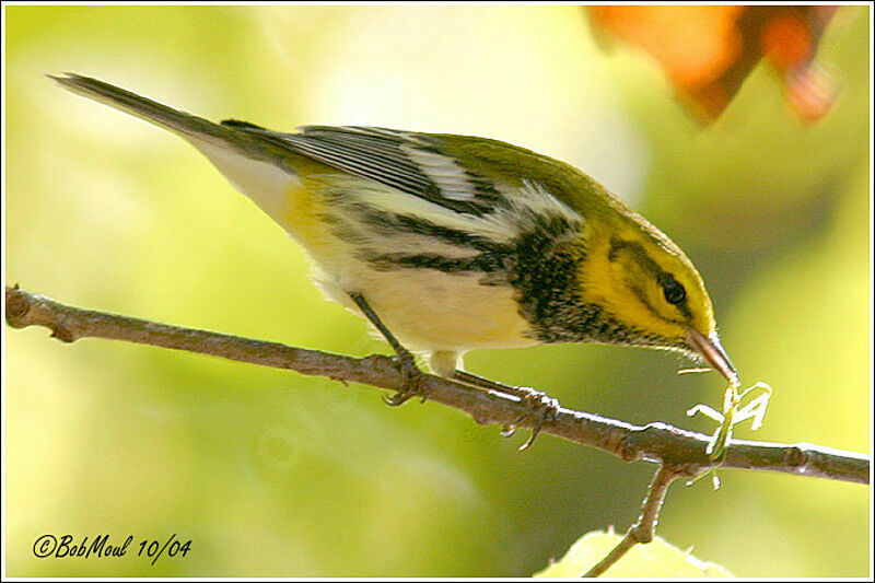 Black-throated Green Warbler