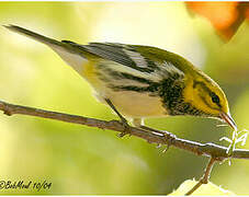 Black-throated Green Warbler