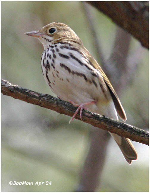 Ovenbird