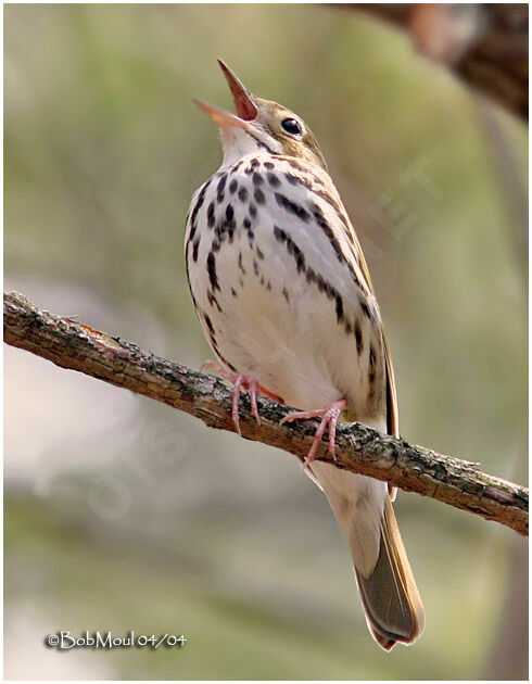 Ovenbird