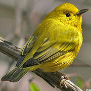 Mangrove Warbler