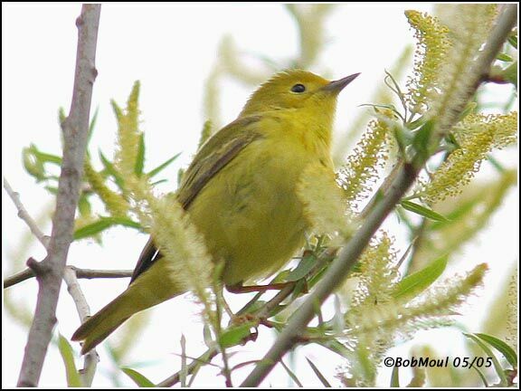 Mangrove Warbler