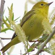 Mangrove Warbler