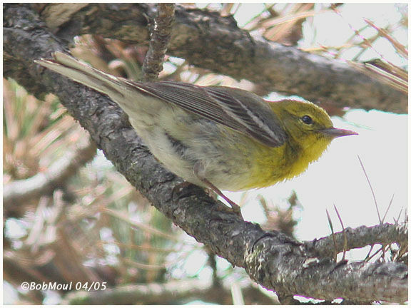 Pine Warbler