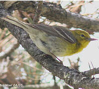 Pine Warbler