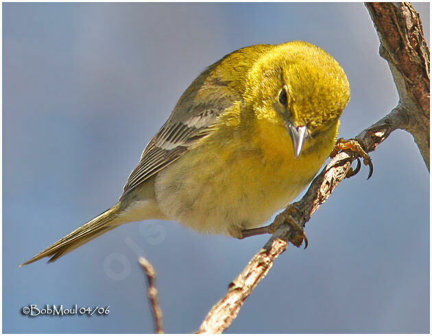 Paruline des pins