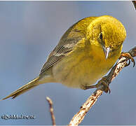 Paruline des pins