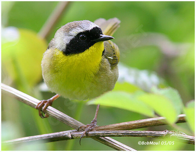 Common Yellowthroat