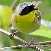 Common Yellowthroat