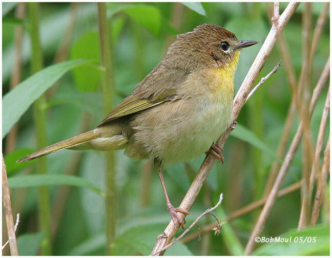 Common Yellowthroat