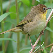 Common Yellowthroat