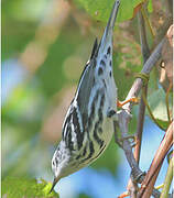 Black-and-white Warbler